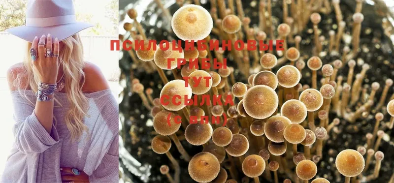 Псилоцибиновые грибы Psilocybine cubensis  закладка  Полярный 